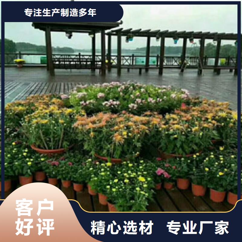 时令草花水生植物/荷花睡莲品质保障价格合理