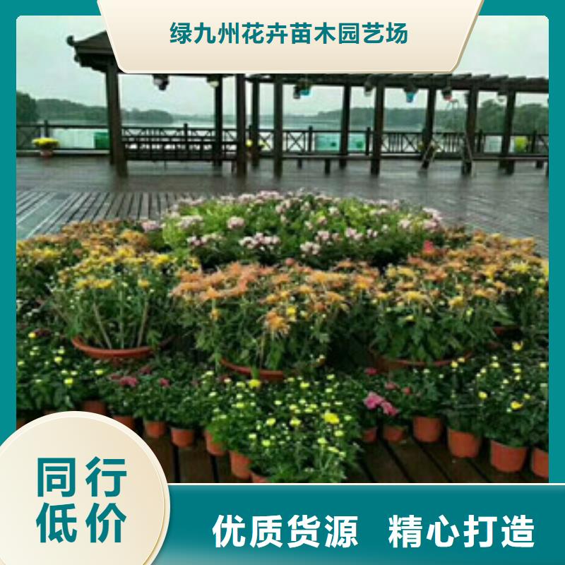 时令草花耐寒耐旱草花基地助您降低采购成本