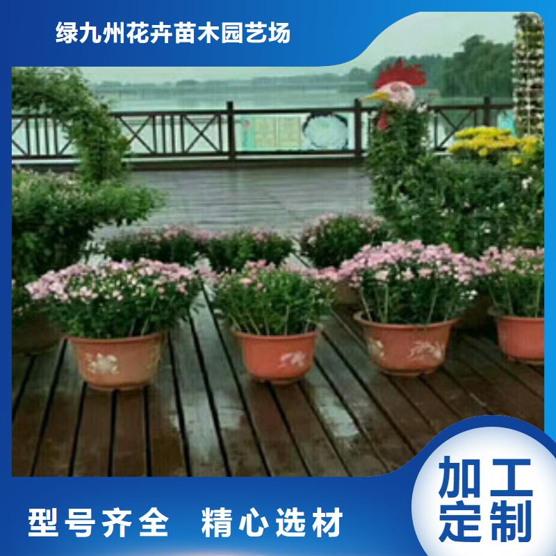 时令草花,花海景观工程专注品质