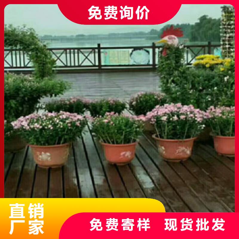 时令草花-水生植物/荷花睡莲实拍品质保障