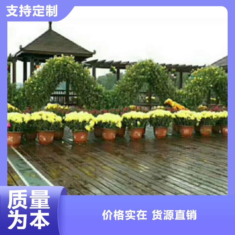 【时令草花】花海景观工程货源直供