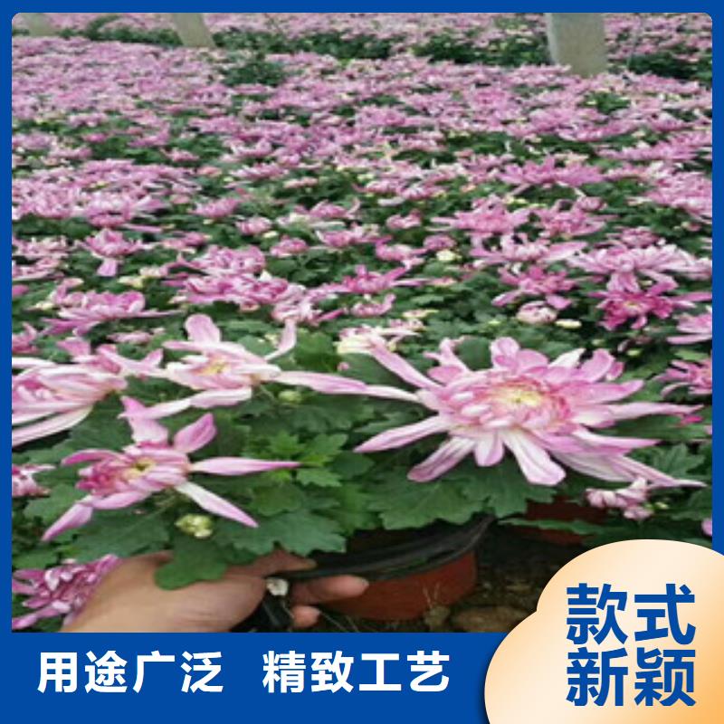 时令草花鲁冰花/粉黛乱子草敢与同行比质量