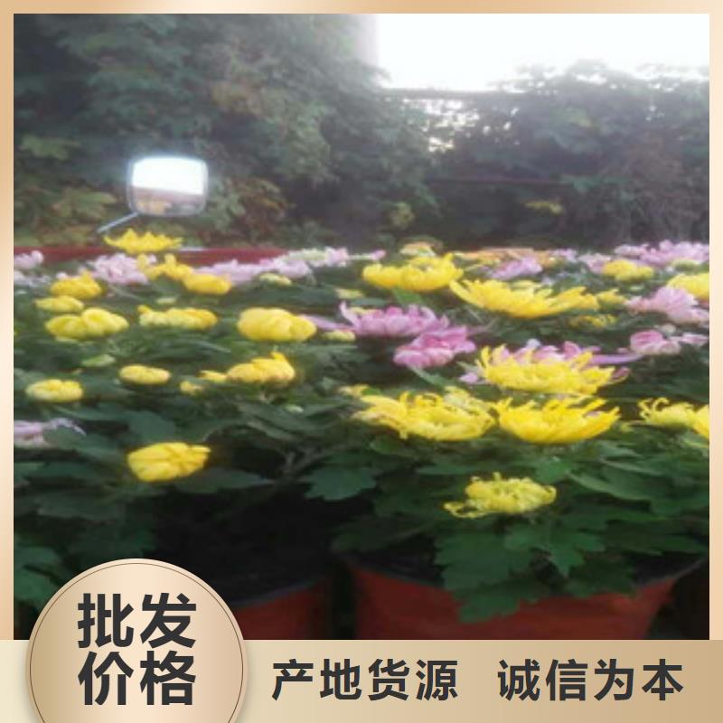 时令草花鲁冰花/粉黛乱子草敢与同行比质量