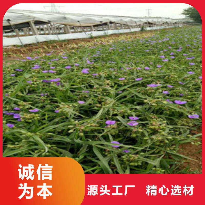 时令草花耐寒耐旱草花基地助您降低采购成本