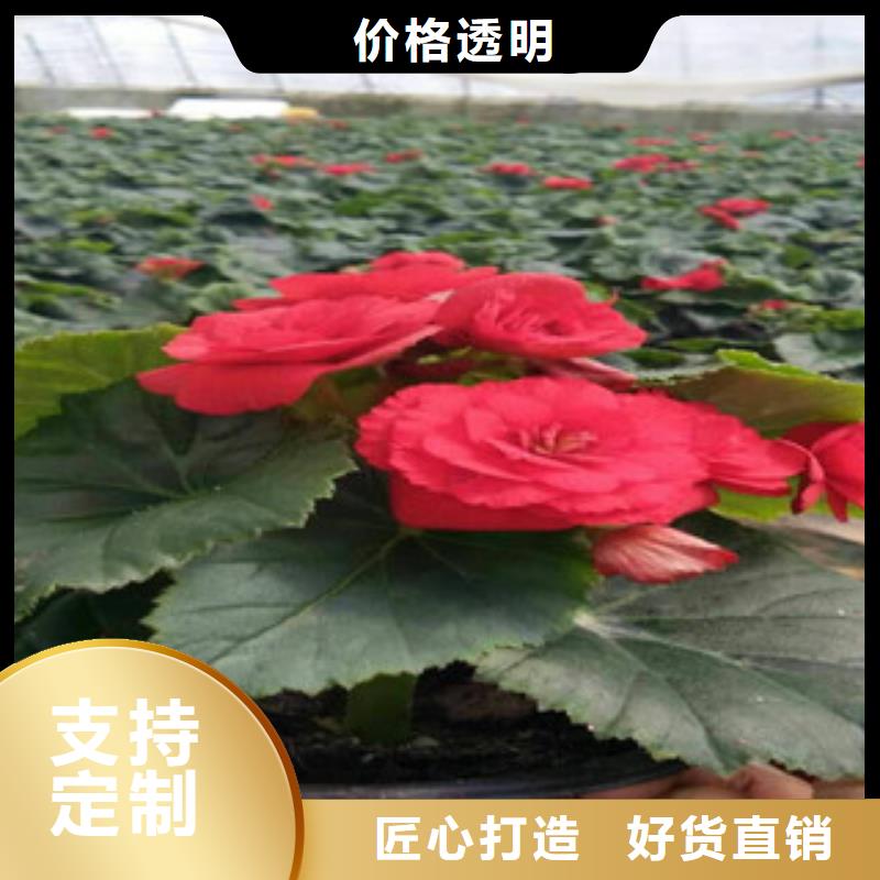 时令草花时令花卉/绿化草花价格实力商家供货稳定