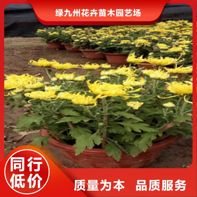 【时令草花】_观赏草/蒲苇狼尾草信誉至上