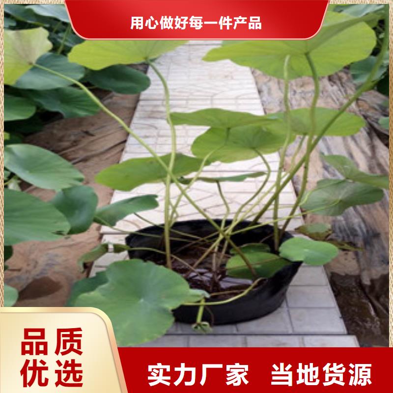 时令草花水生植物/荷花睡莲品质保障价格合理