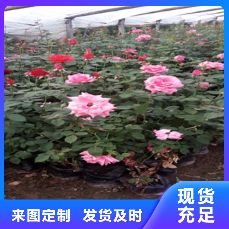 【时令草花】花海景观工程货源直供