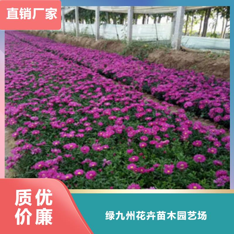 【时令草花】耐寒耐旱草花基地服务至上