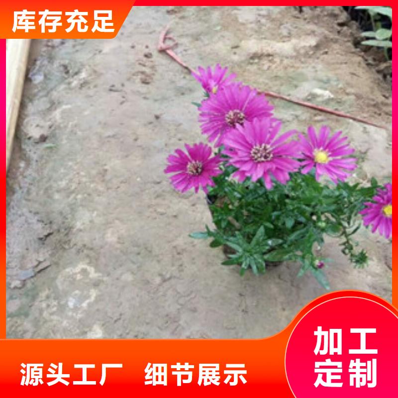 【时令草花】花海景观工程货源直供