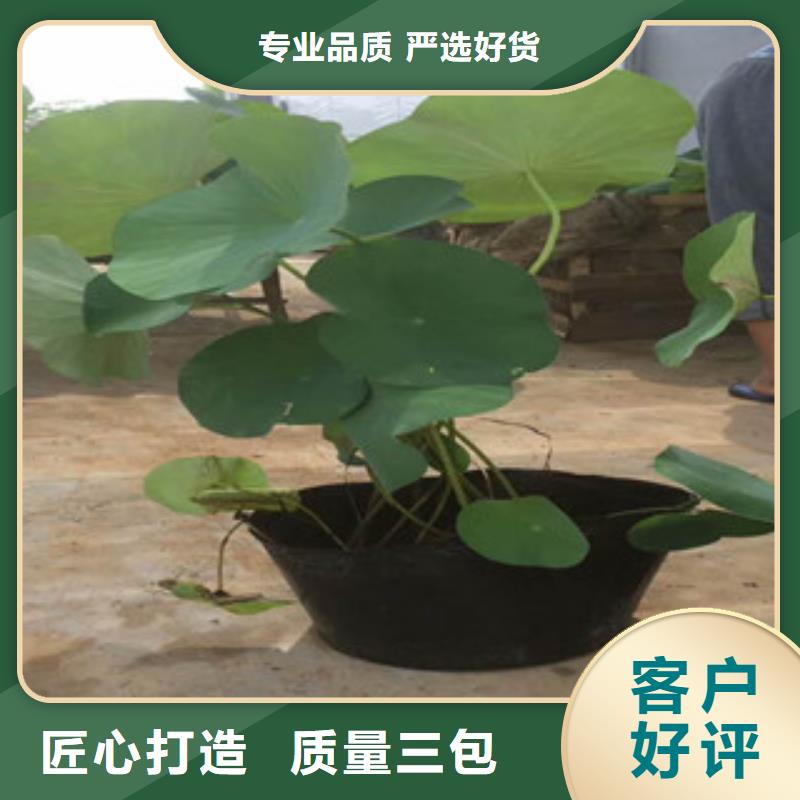 【时令草花】_观赏草/蒲苇狼尾草信誉至上