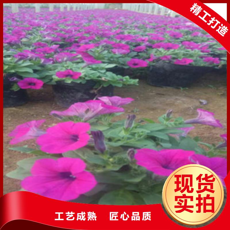 时令草花【水生植物/荷花睡莲】商家直供