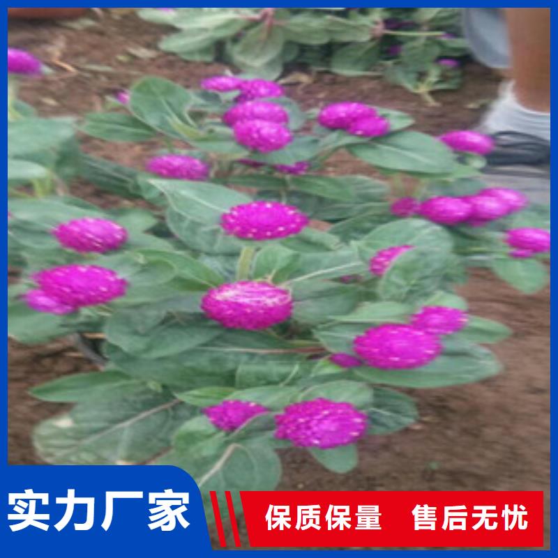 【时令草花】五一国庆草花批发生产型