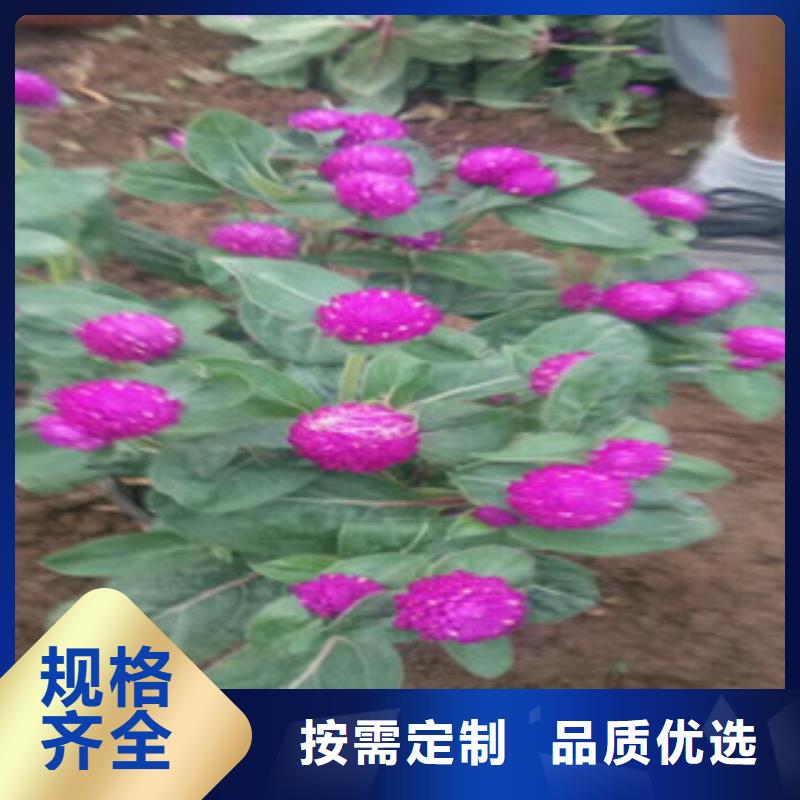 时令草花水生植物/荷花睡莲品质保障价格合理