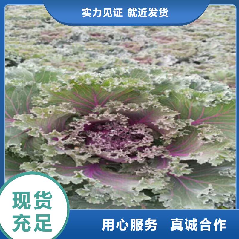 【时令草花】五一国庆草花批发生产型