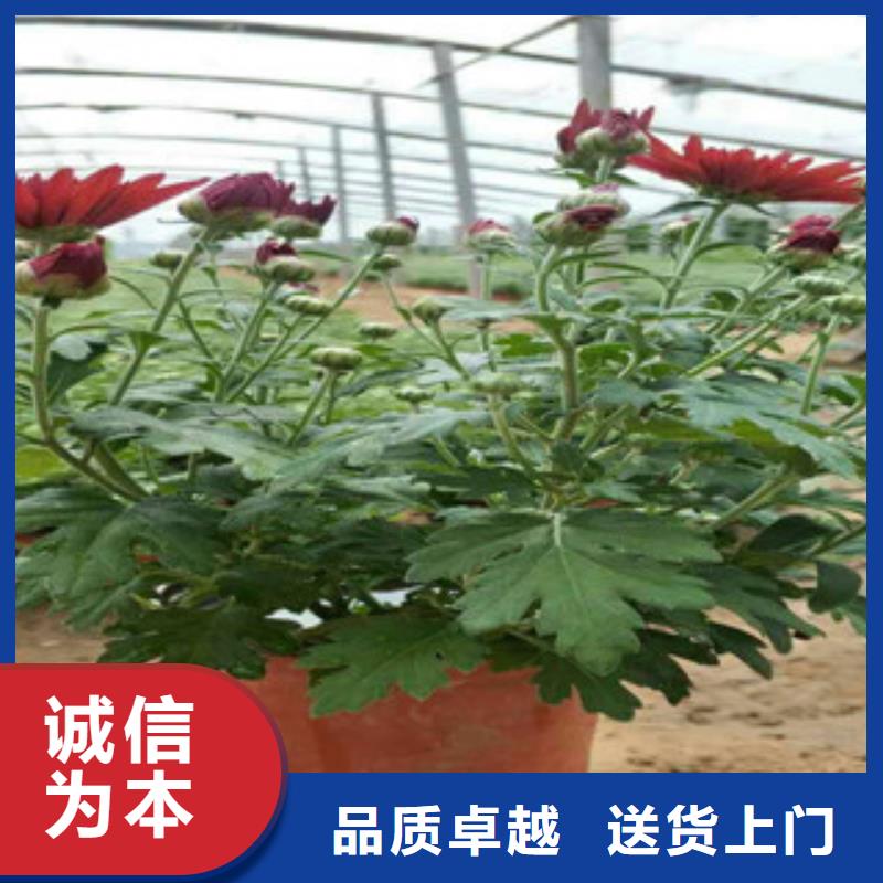 【时令草花】花海景观工程货源直供