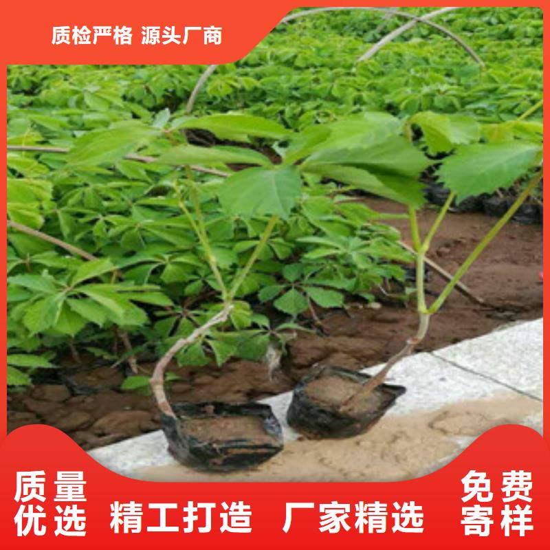 宿根花卉【五一国庆草花批发】专业的生产厂家