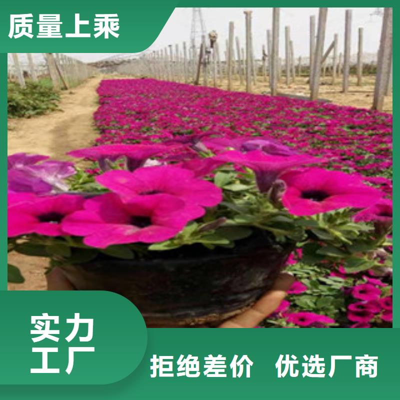 宿根花卉鲁冰花/粉黛乱子草老客户钟爱