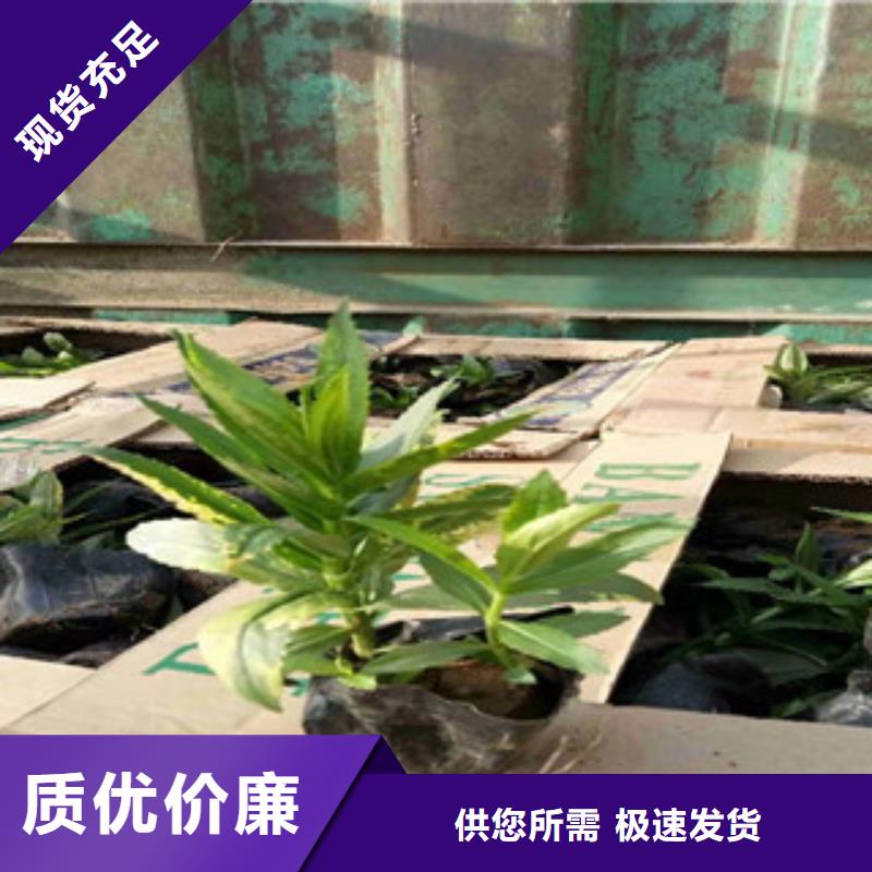 宿根花卉观赏草/蒲苇狼尾草您想要的我们都有