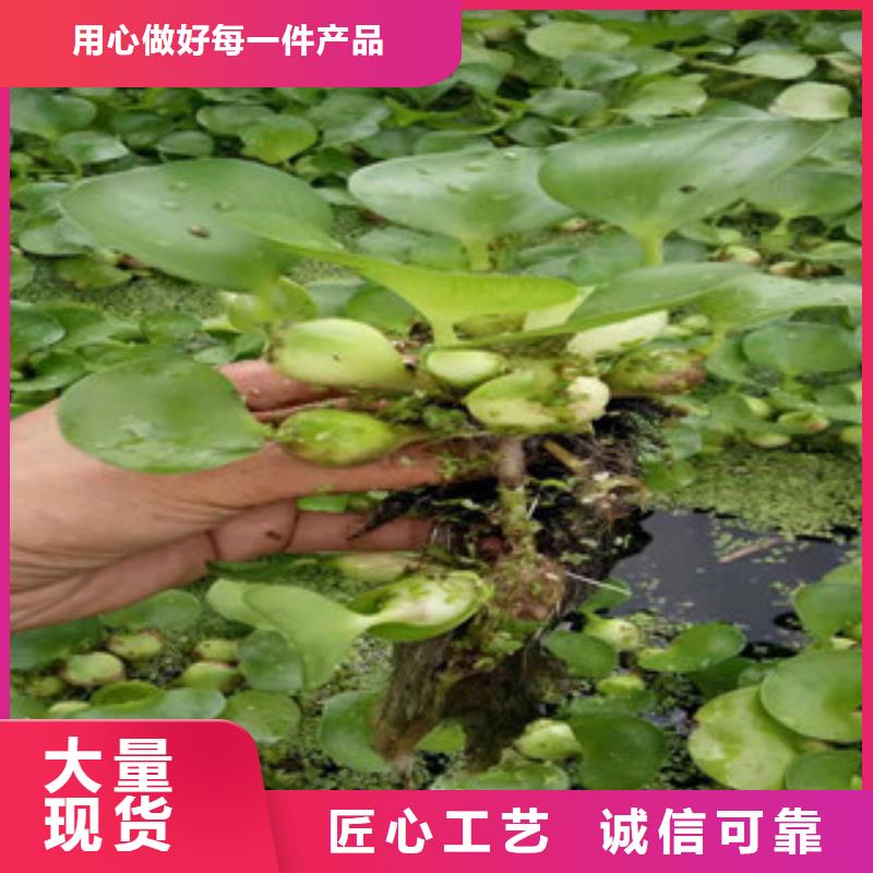 【宿根花卉】五一国庆草花批发今年新款