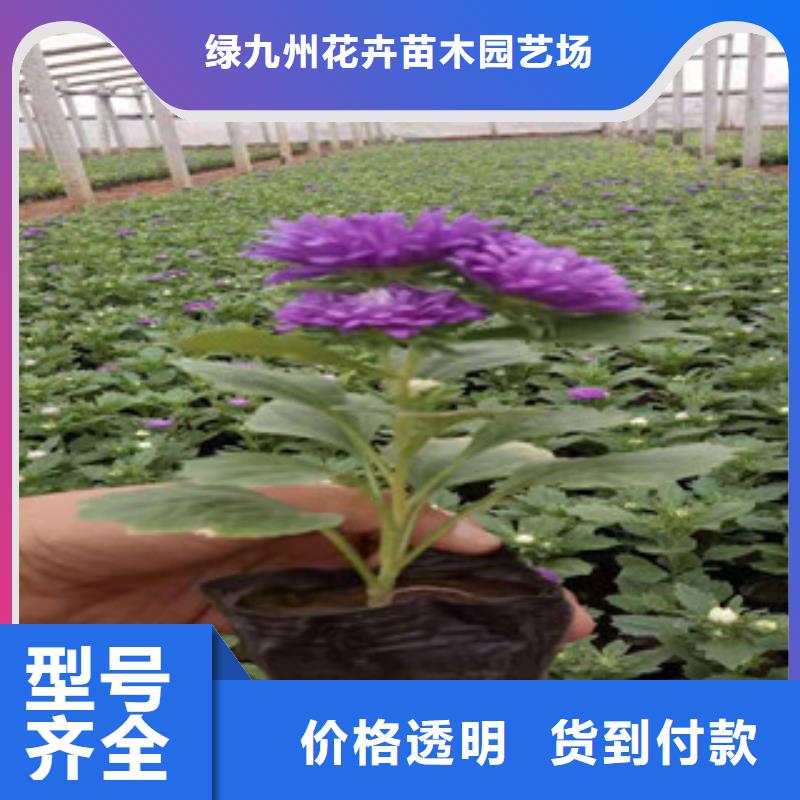 宿根花卉柳叶马鞭草/薰衣草追求细节品质