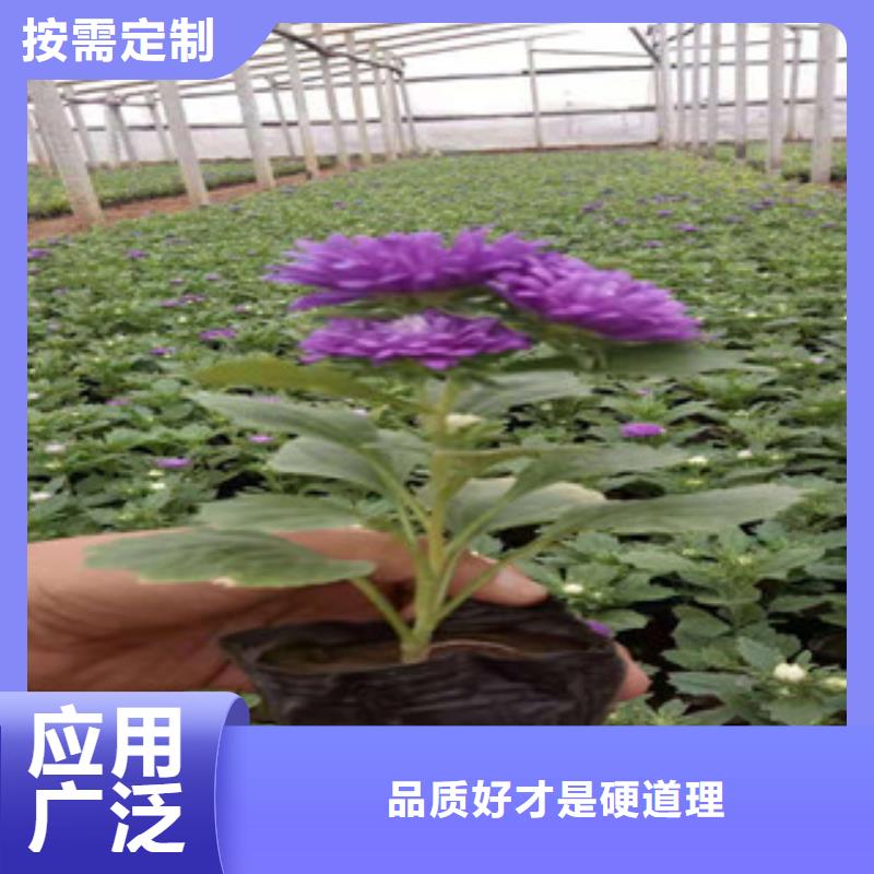 【宿根花卉鲁冰花/粉黛乱子草放心得选择】