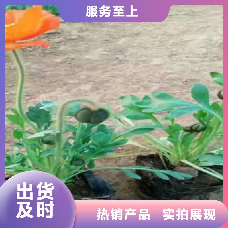 宿根花卉_花海景观工程厂家直接面向客户