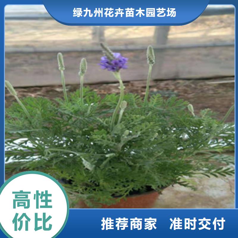 宿根花卉观赏草/蒲苇狼尾草精选好货