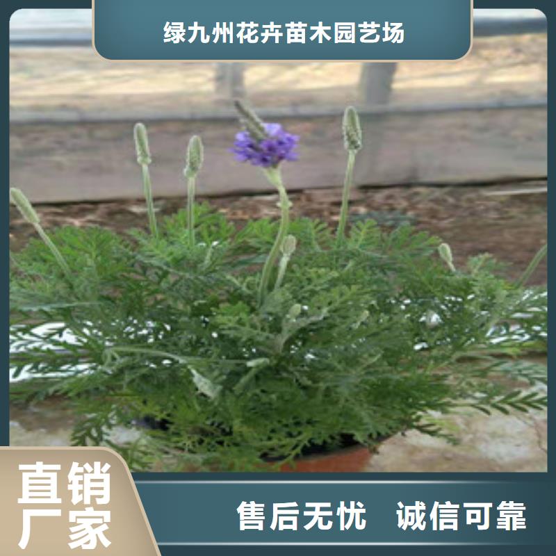 宿根花卉-五一国庆草花批发适用范围广