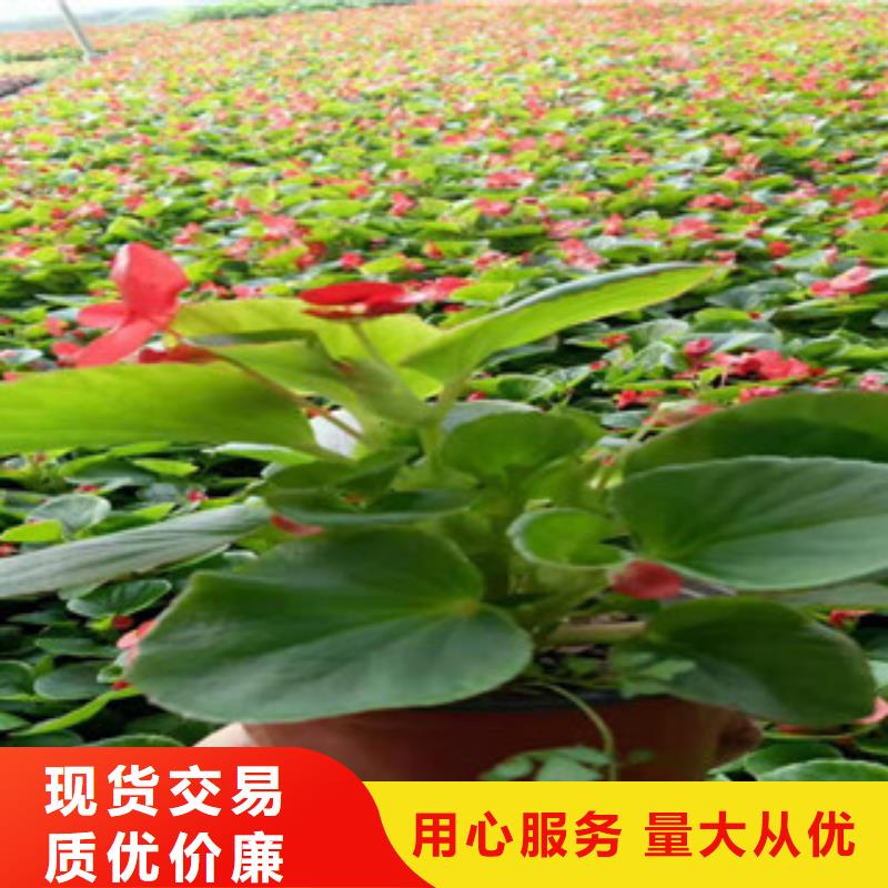 【宿根花卉】五一国庆草花批发今年新款