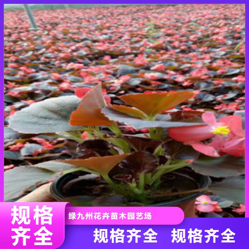 宿根花卉_时令花卉/绿化草花价格甄选好厂家