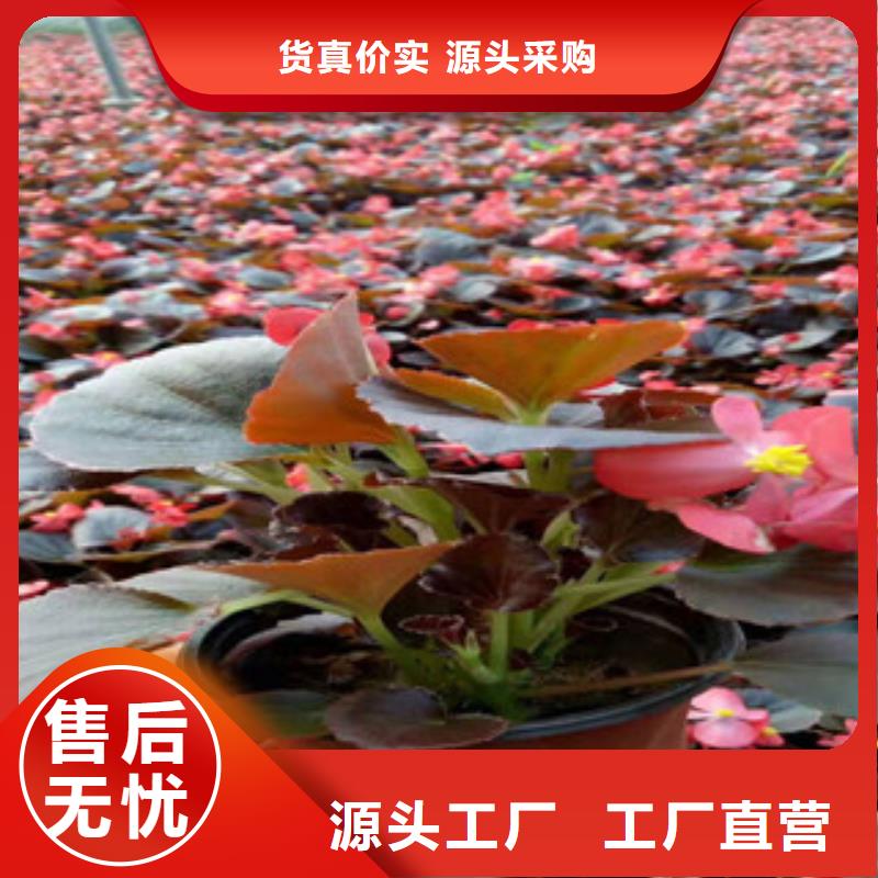 宿根花卉【五一国庆草花批发】产地直销