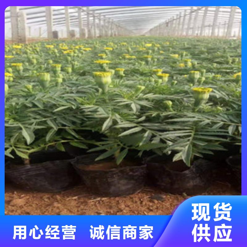 宿根花卉时令花卉/绿化草花价格工厂批发