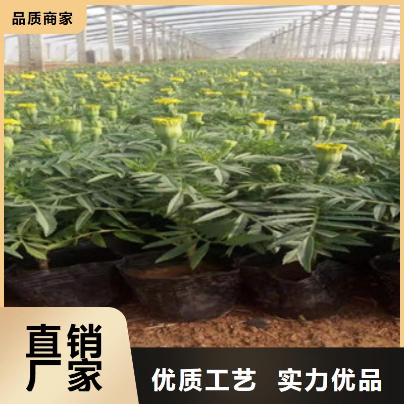 宿根花卉耐寒耐旱草花基地多种优势放心选择