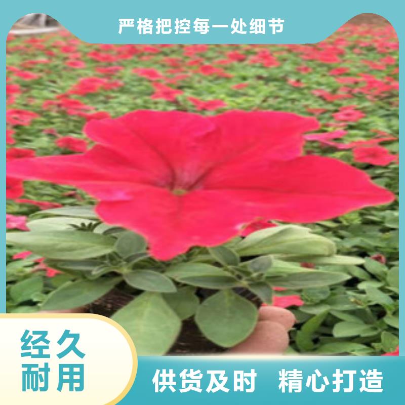 【宿根花卉】五一国庆草花批发今年新款