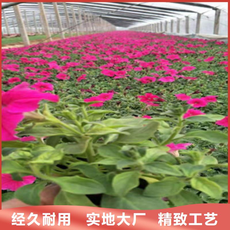 【宿根花卉】耐寒耐旱草花基地诚信经营现货现发