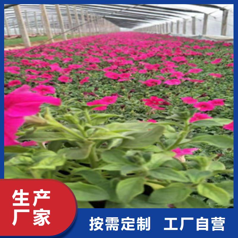 宿根花卉时令花卉/绿化草花价格工厂批发