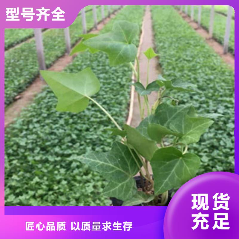 【宿根花卉水生植物/荷花睡莲多年经验值得信赖】