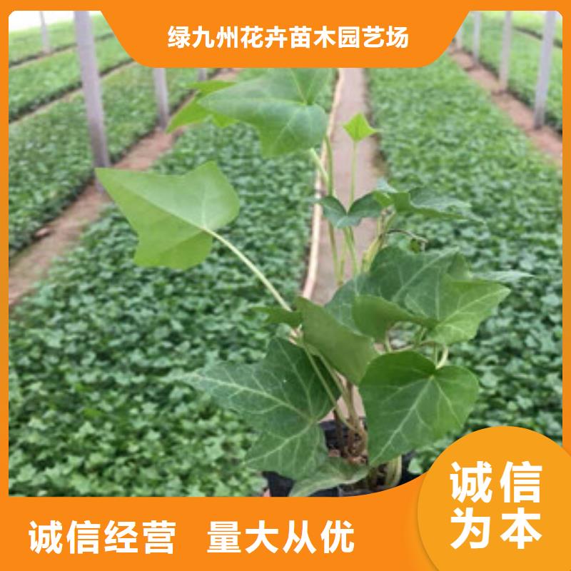 宿根花卉观赏草/蒲苇狼尾草您想要的我们都有