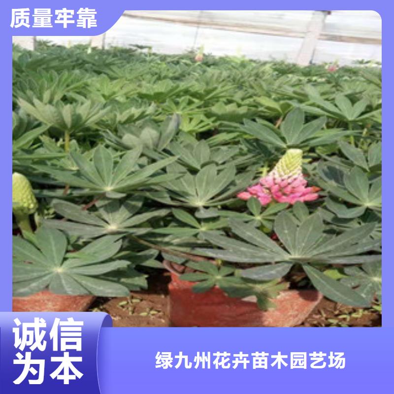 宿根花卉水生植物/荷花睡莲生产厂家