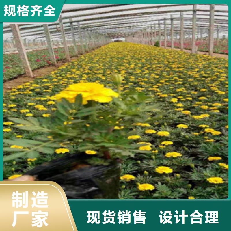 宿根花卉花海景观工程源厂定制