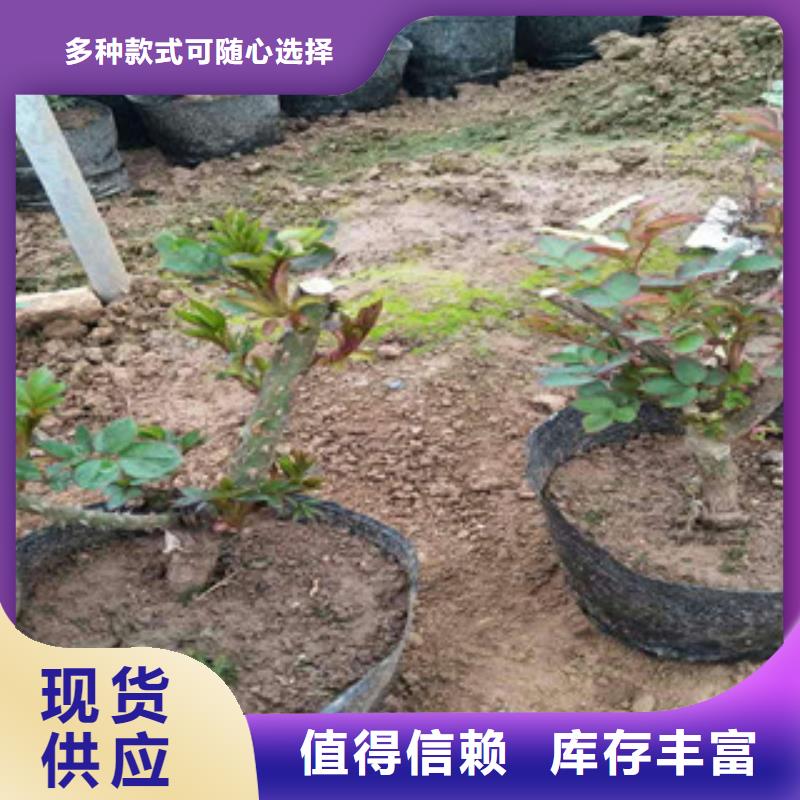 【花海景观水生植物/荷花睡莲诚信商家服务热情】