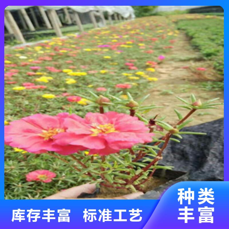 【花海景观】_柳叶马鞭草/薰衣草厂家精选