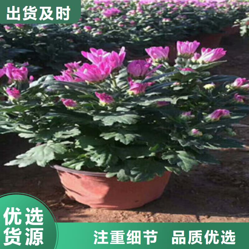 花海景观花海景观工程用心做好每一件产品