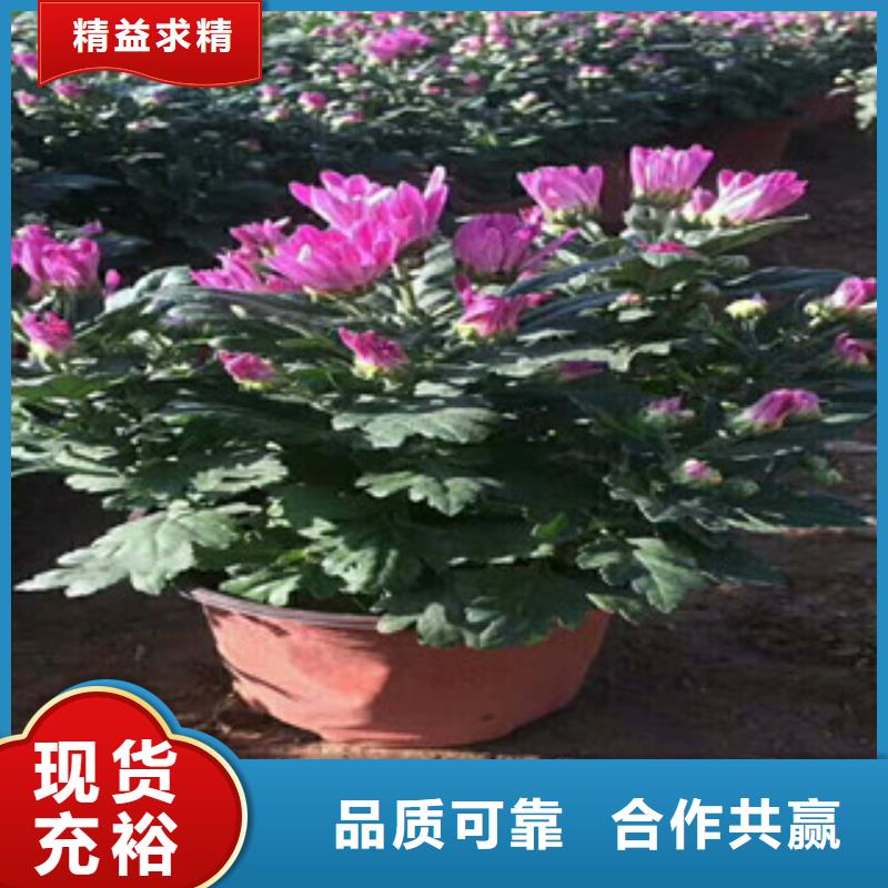 【花海景观水生植物/荷花睡莲诚信商家服务热情】