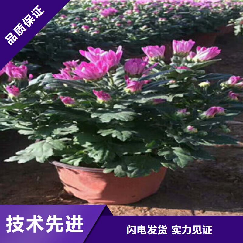 花海景观【耐寒耐旱草花基地】精工打造