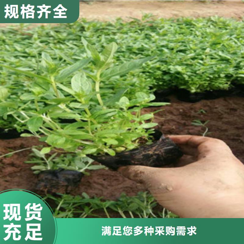 花海景观花海景观工程用心做好每一件产品