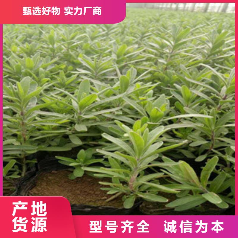 花海景观花海景观工程用心做好每一件产品