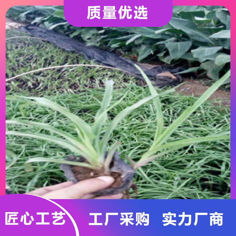 花海景观-【花海景观工程】甄选好厂家