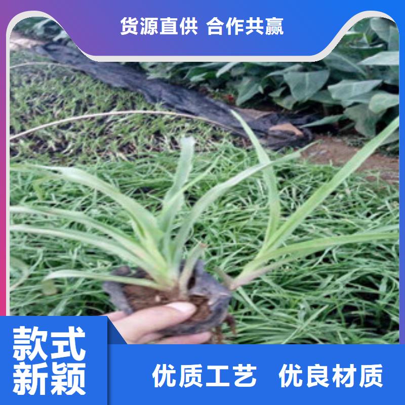 花海景观花海景观工程用心做好每一件产品